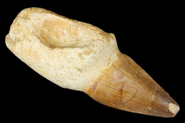 Fossil Rooted Mosasaur Tooth - Morocco #174330